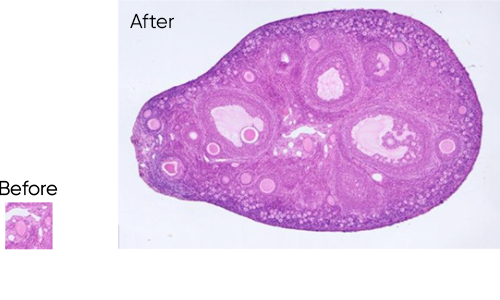 Mlchrome 6 USB 3.0 相机