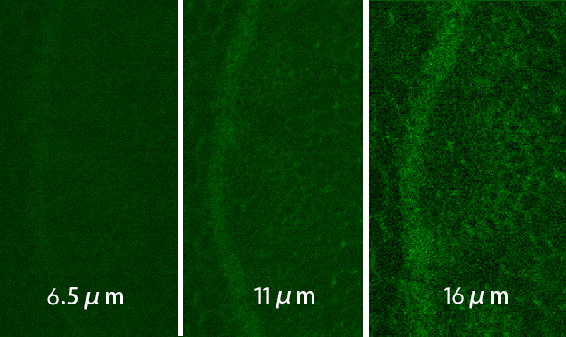 Aries 16高灵敏度 sCMOS 科学相机